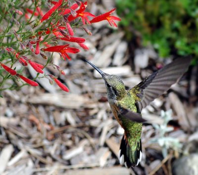 Hummer