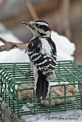 Downy Woodpecker
