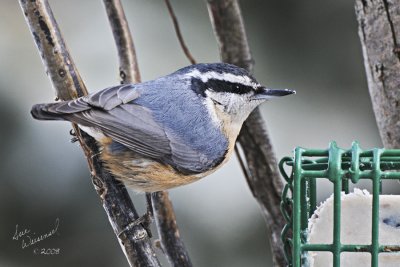 Red-breasted Nuthatch