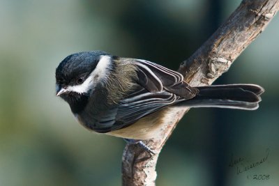 Chickadee