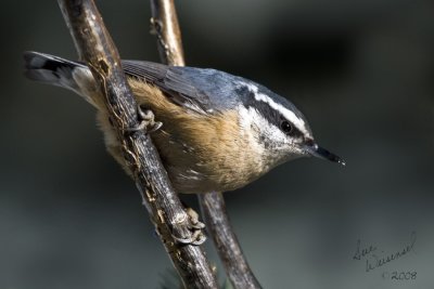 Nuthatch