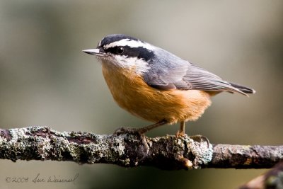Nuthatch