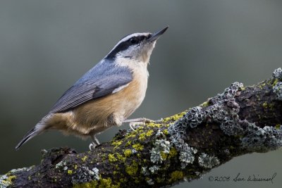 Nuthatch