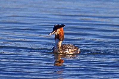 Great Crested Grebe_MG_4087