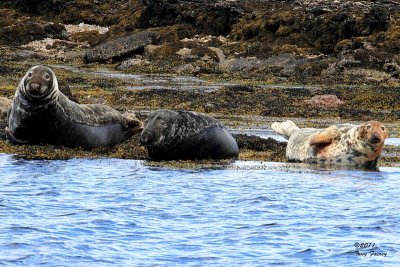 Atlantic Seals with Pup IMG_7393 