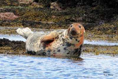  Atlantic Seal Pup _IMG_7394