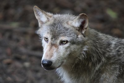 Canadian Timber Wolf