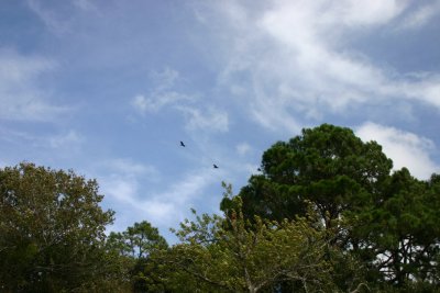 Hawks riding the currents above the trees