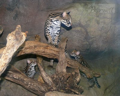 Ocelots