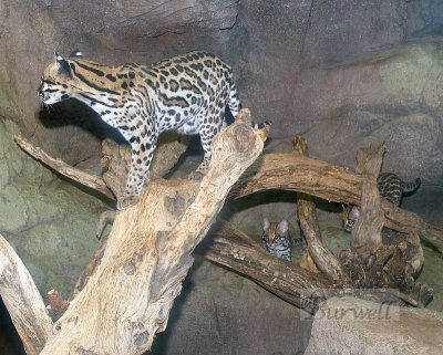 Ocelots