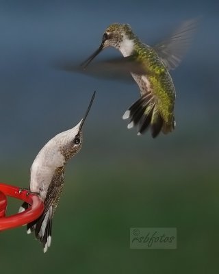 Ruby-throat Hummingbirds (f)