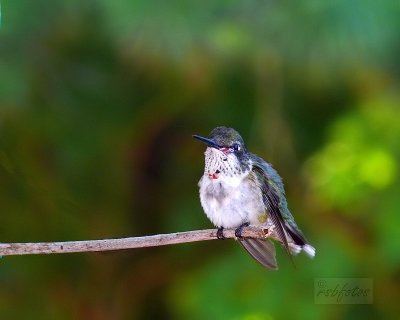Hummingbird - Juvenile (m)