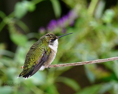 Hummingbird - Juvenile (m)