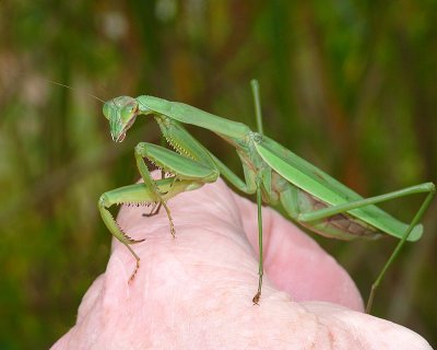 Carolina Mantid