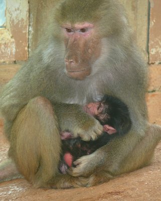 Day Old Hamadryas Baboon - NC Zoo