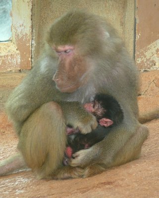 Day Old Hamadryas Baboon - NC Zoo