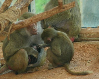 Day Old Hamadryas Baboon - NC Zoo