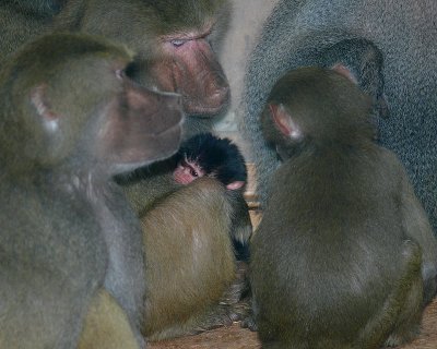 Day Old Hamadryas Baboon - NC Zoo