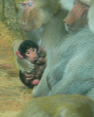 Baby Baboon Day Two - NC Zoo