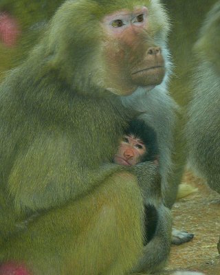Baby Baboon Day Two - NC Zoo