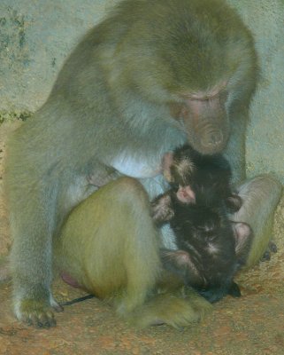Baby Baboon Day Two - NC Zoo