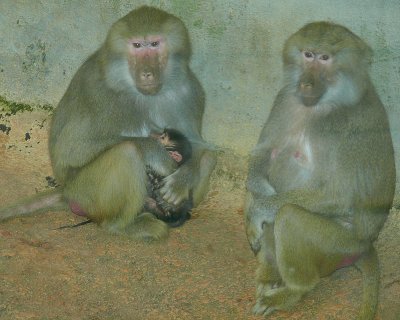 Baby Baboon Day Two - NC Zoo