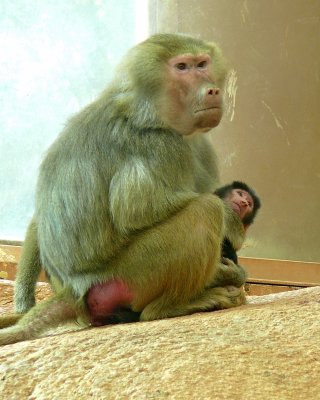 Baby Baboon Day Four - NC Zoo