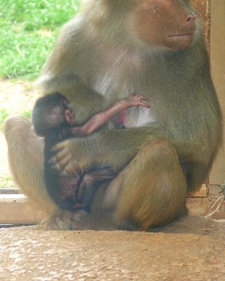 Baby Baboon Day Four - NC Zoo