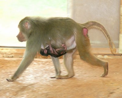 Baby Baboon Day Four - NC Zoo