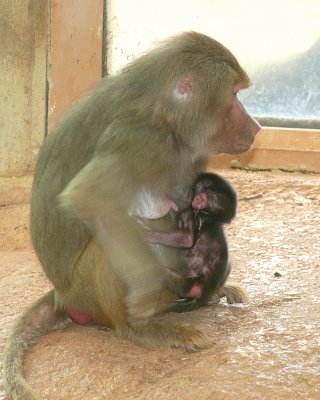 Baby Baboon Day Four - NC Zoo