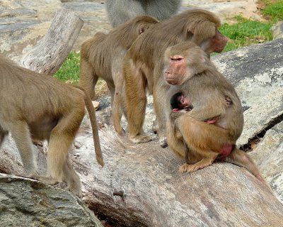 Babu  (m) Hamadryas Baboon Day 5- NC Zoo