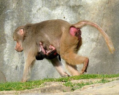 Babu  (m) Hamadryas Baboon Day 5- NC Zoo