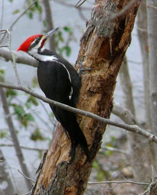 Piliated Woodpecker <))
