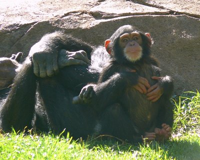 Baby Chimp Nori at NC Zoo