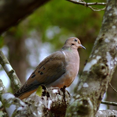 Mourning Dove <))
