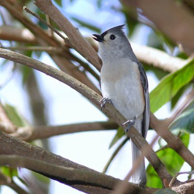 Tufted Titmouse <))
