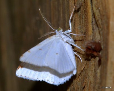 Moth Unknown