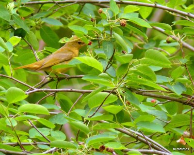 Summer Tanager (f)