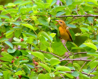 Summer Tanager (f)
