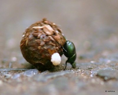 Dung Beetle - Aphodius fimetarius? 