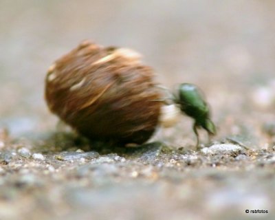Dung Beetle - Aphodius fimetarius?