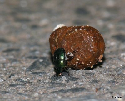 Dung Beetle - Aphodius fimetarius?