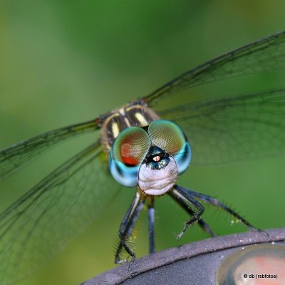 Dragonfly Eyes