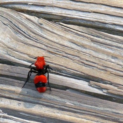 Eastern Velvet Ant - NC Zoo