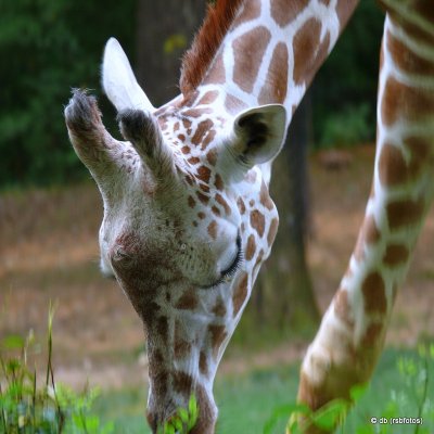 Giraffe - NC Zoo