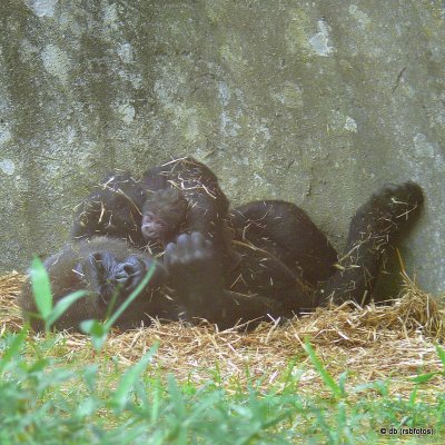 Baby Gorilla 'Bomassa' - 1/2 Day Old