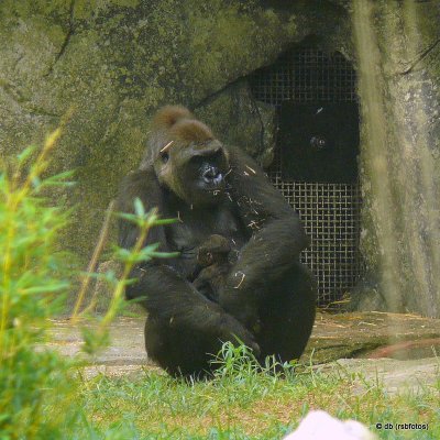 1 Day Old Baby Gorilla 'Bomassa'
