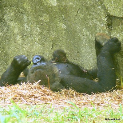 Baby Gorilla 'Bomassa' - 1 Day Old