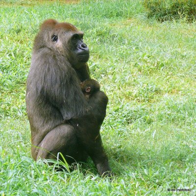 Baby Gorilla 'Bomassa' - NC Zoo