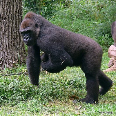 Baby Gorilla 'Bomassa' (m) 2 Day Old